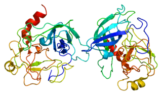 Protein Granzym B